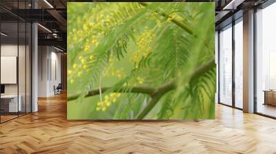 Spring Is Coming. Acacia Dealbata Or Known As Silver Wattle. Early Blooming Of Mimosa Flower. Selective focus. Wall mural