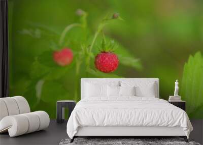 Wild red berry. Red and ripe wild strawberry berries hanging on bush in forest. Close up. Wall mural