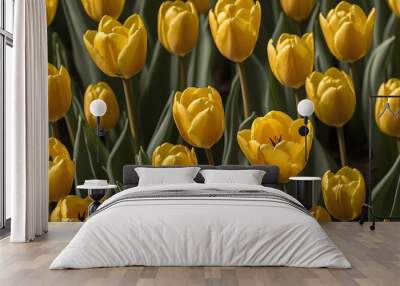 beauty bloom yellow tulips flower in the spring season  Wall mural