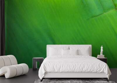 surface of banana leaf texture background Wall mural