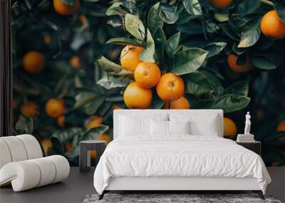 Ripe juicy fruits on orange tree branches outdoors Wall mural