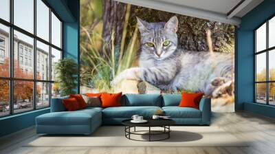 Beautiful cat in forest Wall mural