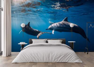 Family of Spinner dolphins in tropical ocean with sunlight. Dolphins in underwater Wall mural