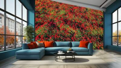 Flowering poppy country field. Aerial top view. Wild red flowers Wall mural