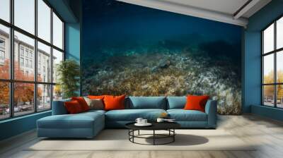 Stingray glides over seaweed in blue sea Wall mural