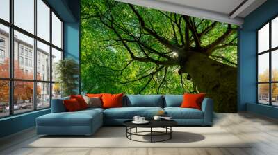 Bottom view of tree trunk to green leaves of big tree in tropical forest with sunlight. Fresh environment in park. Green plant give oxygen in summer garden. Forest tree with small leaves on sunny day. Wall mural