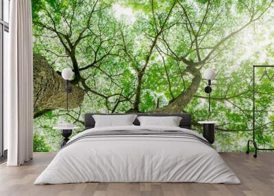 Bottom view of tree trunk to green leaves of tree in tropical forest with sunlight. Fresh environment in park. Green plant give oxygen in summer garden. Forest tree with small leaves on sunny day. Wall mural