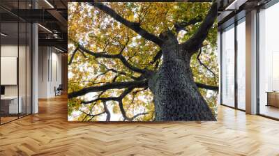 Bottom view of tree trunk to yellow leaves of big tree in the forest. Fresh environment in park. Plant give oxygen in the garden. Forest tree with yellow and green leaves. Black tree bark texture Wall mural