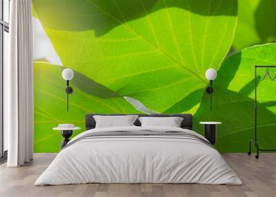 Closeup green leaves texture in the morning with sunlight. Nature background for mild and organic product. Green leaves with fresh air and high oxygen environment. Eco nature concept. Spa background. Wall mural