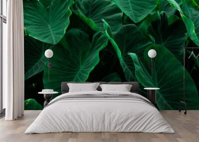 Green leaves of elephant ear in jungle. Green leaf texture with minimal pattern. Green leaves in tropical forest. Botanical garden. Greenery wallpaper for spa or mental health and mind therapy. Wall mural