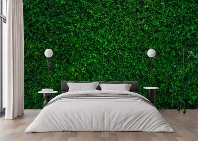 Small green leaves in hedge wall texture background. Closeup green hedge plant in garden. Eco evergreen hedge wall. Natural backdrop. Beauty in nature. Green leaves with natural pattern wallpaper. Wall mural