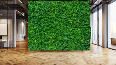 Small green leaves in hedge wall texture background. Closeup green hedge plant in garden. Eco evergreen hedge wall. Natural backdrop. Beauty in nature. Green leaves with natural pattern wallpaper. Wall mural