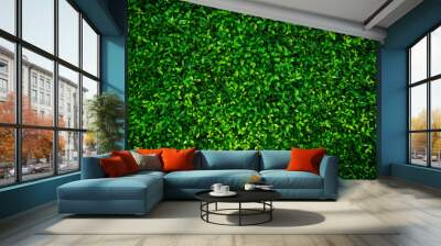 Small green leaves texture background with beautiful pattern. Clean environment. Ornamental plant in the garden. Eco wall. Organic natural background. Many leaves reduce dust in air. Tropical forest. Wall mural