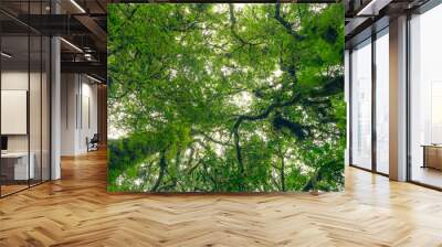 Upward view of tree trunk in lush green forest canopy. Fresh environment in green woods. Nature role in sustainable conservation and natural carbon capture. Sustainable ecology and climate regulation. Wall mural