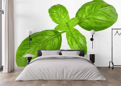 Basil. Fresh green basil leaves. Basil plant. Herbs and spice. Aromatic green leaves. Herbal for cooking salad with vegetables. Farm agriculture. Natural raw health vegetarian food Wall mural