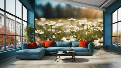 Chamomiles daisies macro in summer spring field on background blue sky with sunshine Wall mural