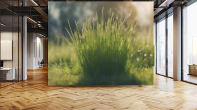 Plant grass wheatgrass hierochloe Wall mural