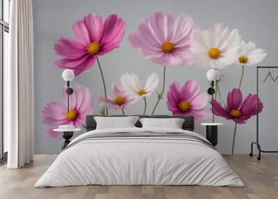 Set of colourful blooming cosmos flowers isolated on transparent background Wall mural