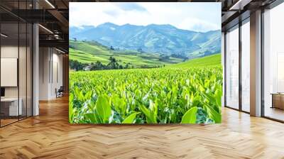 A lush green tea plantation sprawls across rolling hills under a bright blue sky, showcasing nature's beauty and tranquility. Wall mural