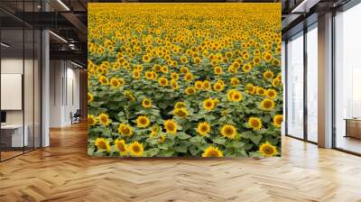 Panoramic view from drone to natural yellow field with sunflowers at summer sunny day. Wall mural