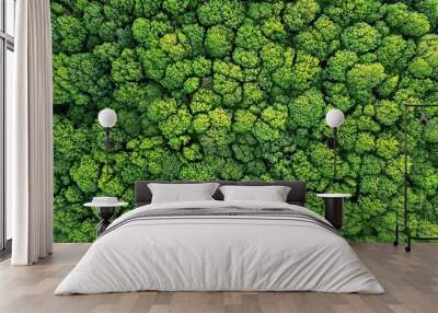 Top view of a young green forest in spring or summer Wall mural