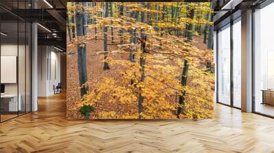 Top view of trees with grey trunks and yellow leaves Wall mural