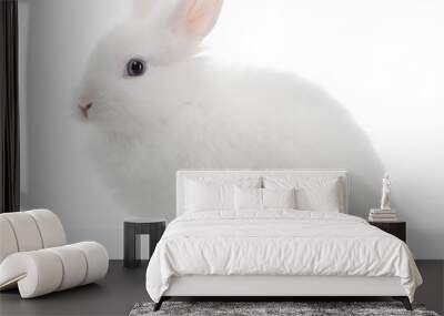 White rabbit isolated on white background Wall mural