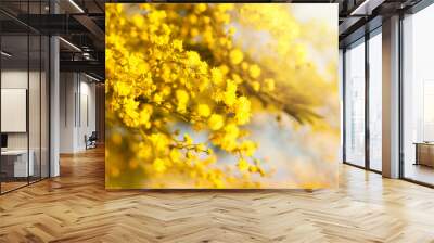 Bright yellow flower border on background with copy space.  Acacia dealbata wattle Wall mural