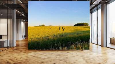 field of yellow flowers Wall mural