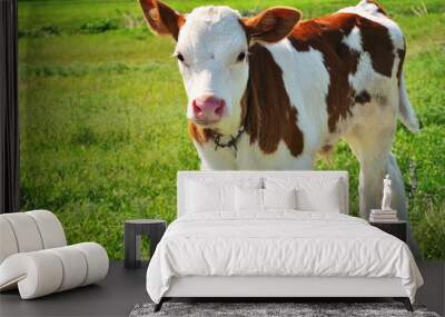 Brown and white male calf tied with a chain standing on a grassy meadow, portrait close up detail Wall mural