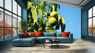 Couple green walnuts and leaves on tree, branch close up on bright blue sunny sky background Wall mural