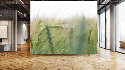 green ears of winter wheat Wall mural