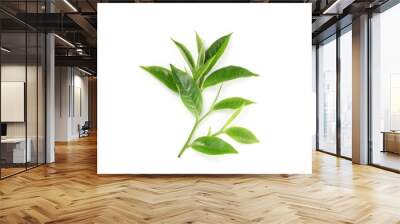 green tea leaf isolated on white background Wall mural