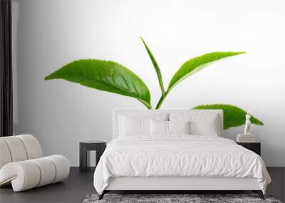 Green tea leaf isolated Wall mural