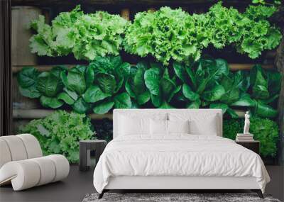 Background leaf Vegetable green fresh  Wall mural