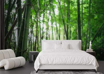 Fresh green bamboo and beautiful bokeh in the forest Wall mural