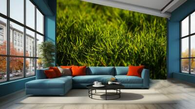 Grass in the field with backlight in summer evening Wall mural