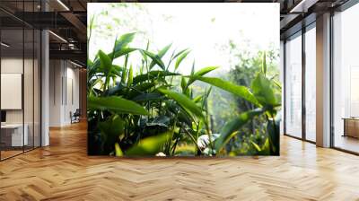 green tea leaves in nature evening light Wall mural