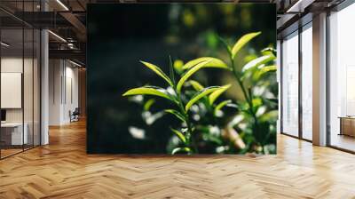 green tea leaves in nature evening light Wall mural