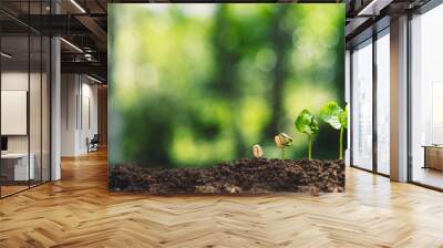 Growth Trees concept Coffee bean seedlings nature background Beautiful green Wall mural