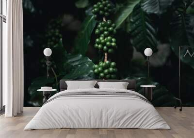 Wild coffee Arabica Dark green coffee In nature Wall mural