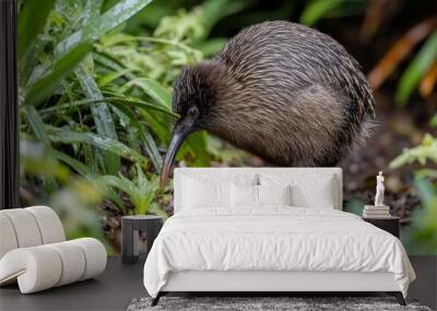 A kiwi bird with its distinctive long beak forages among wet grass and vegetation, showcasing the unique flightless bird in its natural New Zealand habitat Wall mural