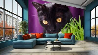 Siberian red cat eat green grass, green juicy grass for cats, sprouted oats useful for cats Wall mural