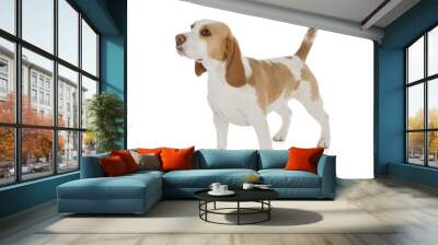 beagle dog Wall mural