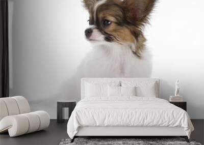 Papillon puppy Wall mural