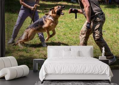 German Shepherd attacking dog handler during aggression training. Wall mural