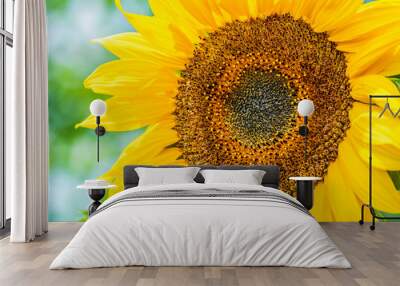 Yellow sunflower on field farmland with blue sky Wall mural