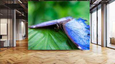 colorful butterfly on green leeves Wall mural