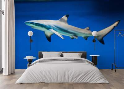 Carcharhinus melanopterus -  blacktip reef shark Wall mural