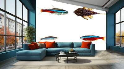 fishes Wall mural